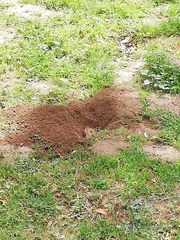 Cratogeomys castanops