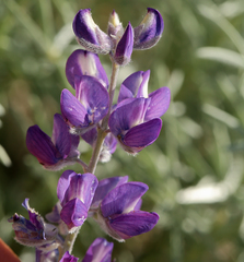 Lupinus argenteus montigenus