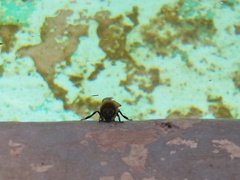 Apis mellifera