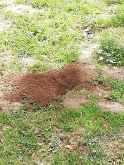 Cratogeomys castanops