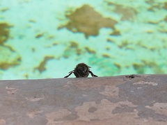 Apis mellifera