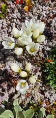 Gentianella vernicosa