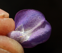 Lupinus argenteus montigenus