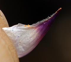 Lupinus argenteus montigenus