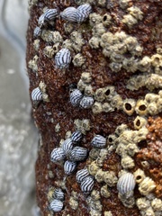 Echinolittorina aspera