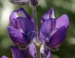 Lupinus argenteus montigenus