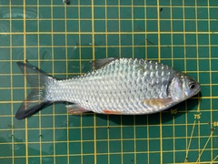 Systomus orphoides
