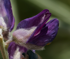 Lupinus argenteus montigenus