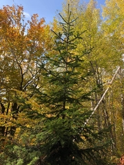 Abies × borisii-regis
