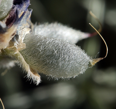 Lupinus argenteus montigenus