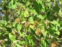 Nahuatlea magna