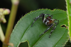 Salticidae