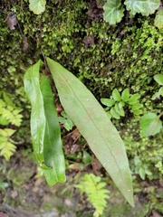 Lepisorus thunbergianus