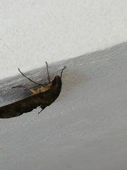 Pachylia ficus