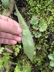 Lepisorus thunbergianus