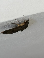 Pachylia ficus