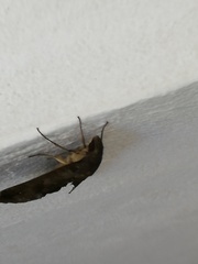 Pachylia ficus