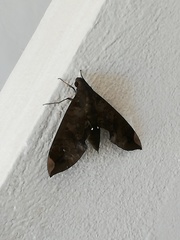 Pachylia ficus