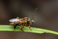 Notocyrtus paraensis