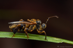 Notocyrtus paraensis