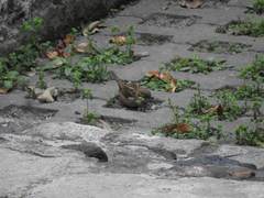 Passer domesticus