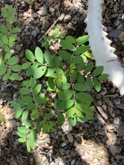 Phyllanthus tenellus