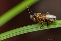 Notocyrtus paraensis
