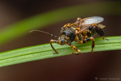 Notocyrtus paraensis