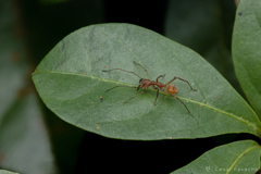 Myrmecium