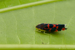Cicadellidae