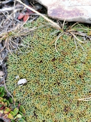 Bolax gummifera