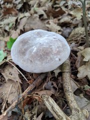 Hypomyces melanocarpus