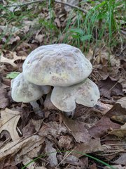 Hypomyces melanocarpus