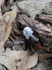 Hypomyces porphyreus