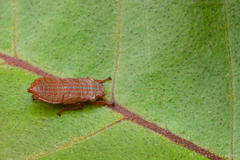 Cicadellidae