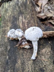Hypomyces porphyreus