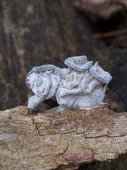 Hypomyces porphyreus