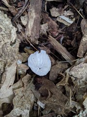 Hypomyces porphyreus