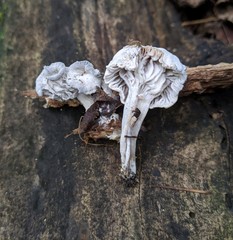 Hypomyces porphyreus