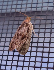 Olethreutes tilianum