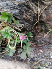 Geranium magellanicum