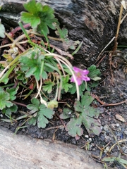 Geranium magellanicum