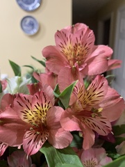 Angiospermae