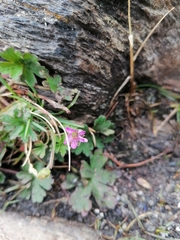 Geranium magellanicum