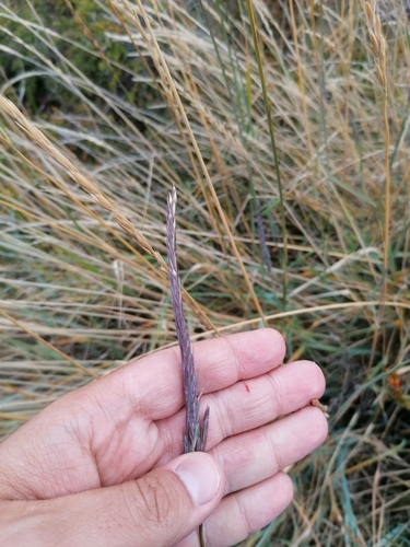 Elymus angulatus