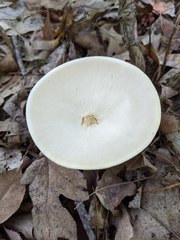 Melanoleuca alboflavida