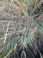 Elymus angulatus