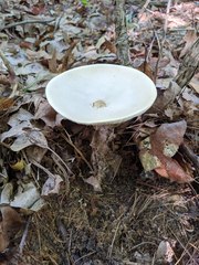 Melanoleuca alboflavida