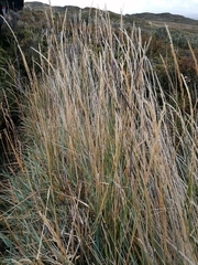 Elymus angulatus