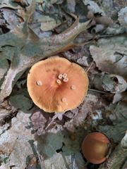 Carcinomyces effibulatus